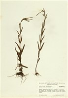 藏品(沼生柳葉菜)的圖片